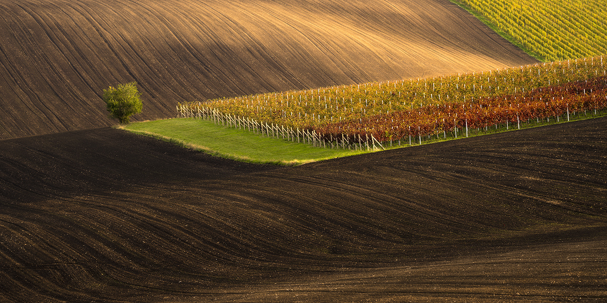 Vrbice vineyard, Moravian Tuscany