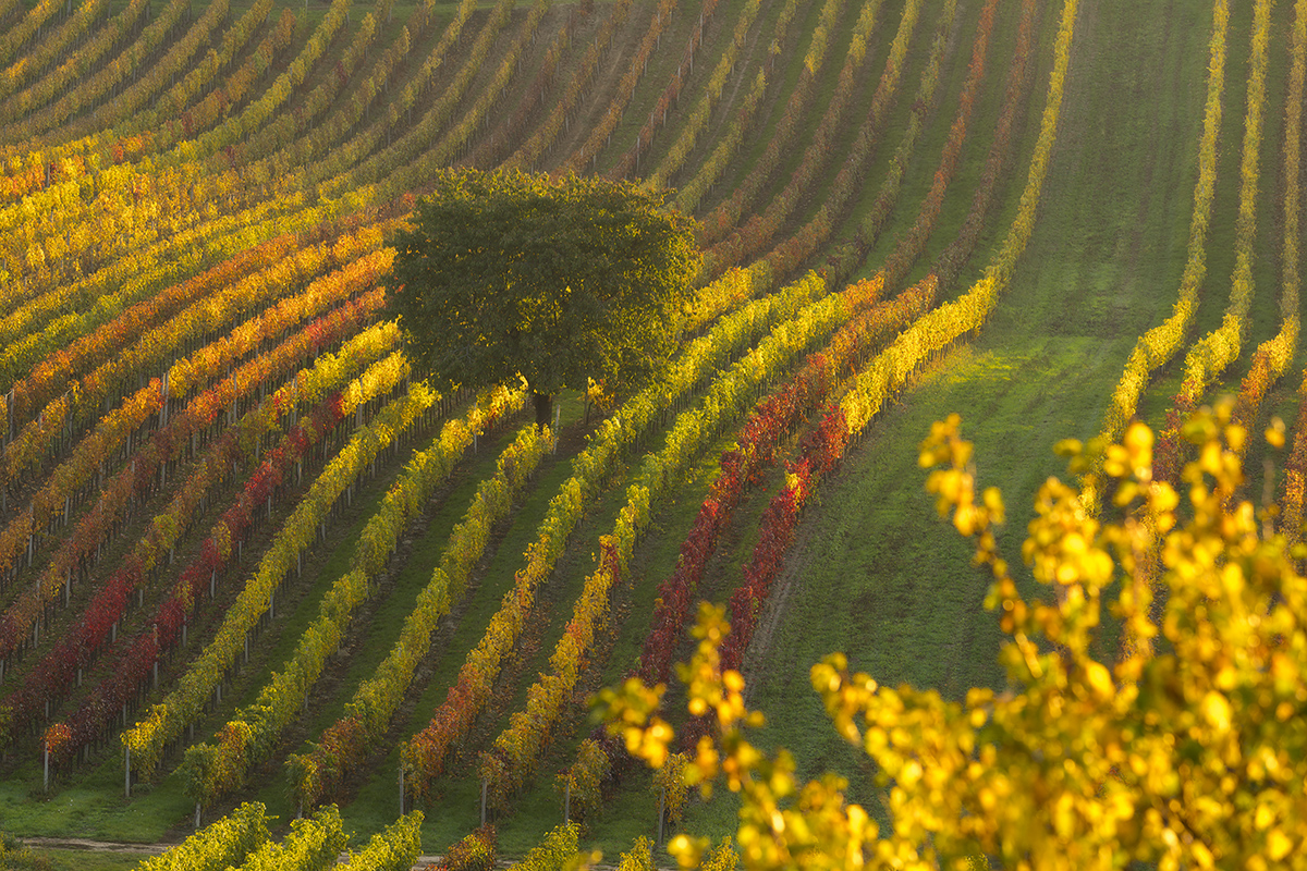 Colorful vineyards, Moravian Tuscany