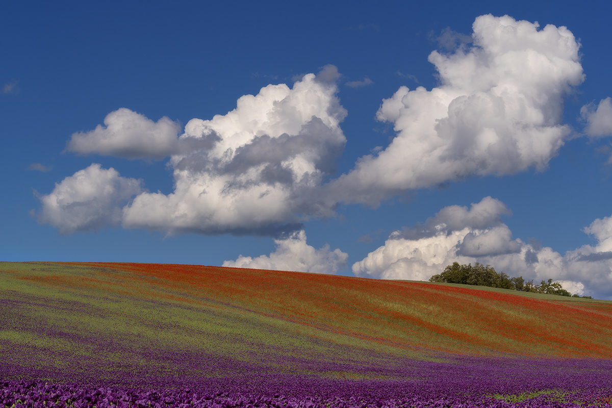 Poppy field with clouds