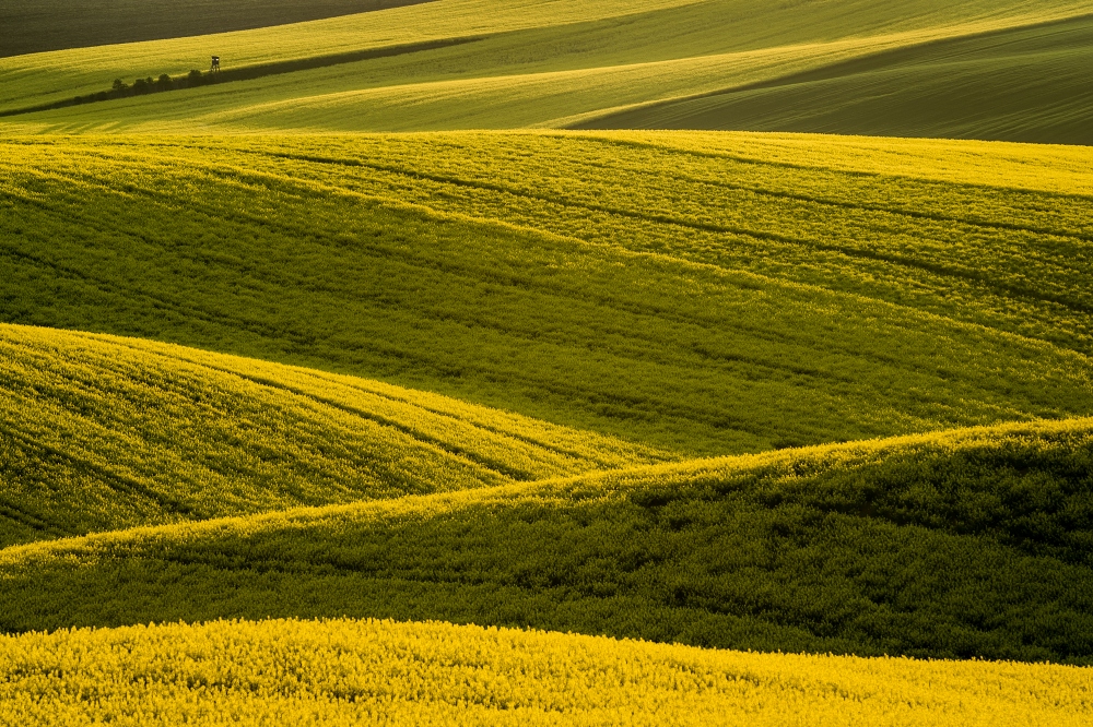 Vojta Herout - Yellow fields ligthouse, Karlín, Moravian Tuscany