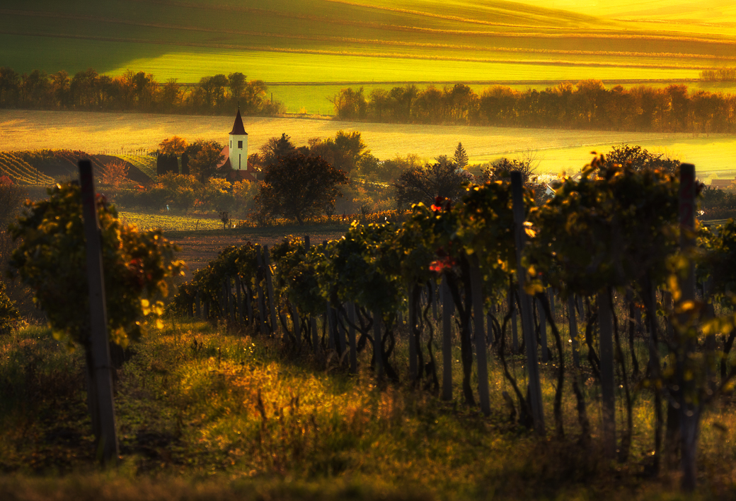 Pawel Uchorczak - Moravian vineyards, Terezín, Moravian Tuscany