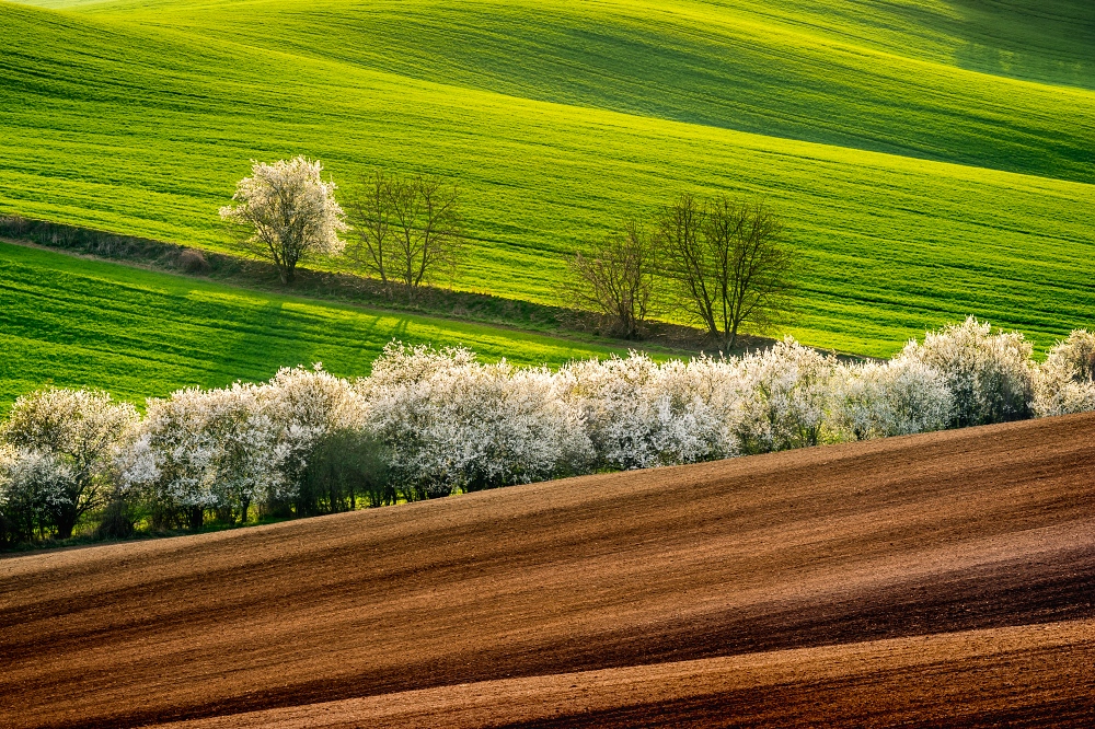 Vojta Herout - In the spring fields, Svatobořice, Moravian Tuscany