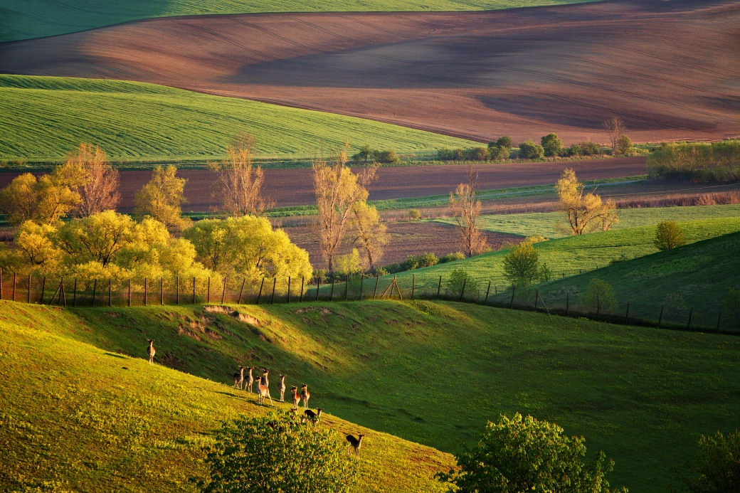 Marek Svoboda - Morning grazing, Želetice, Moravian Tuscany