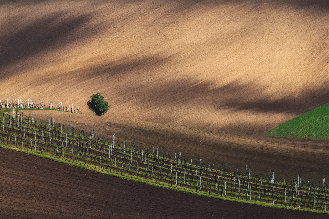 Aleš Komovec - Lines of the vineyard, Vrbice, Moravian Tuscany