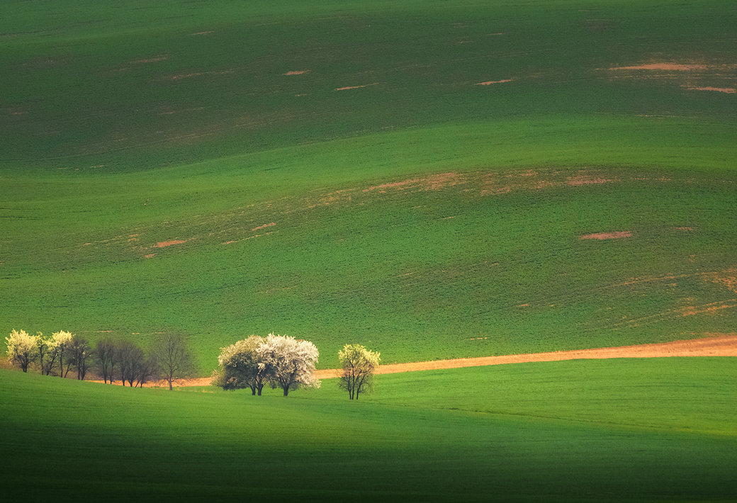 Aleš Komovec - Spring trees, Strážovice, Moravian Tuscany