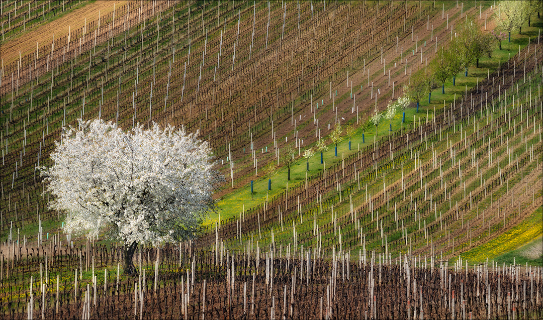 Vlad Sokolovsky - Spring in the vineyard, Čejkovice, Moravian Tuscany