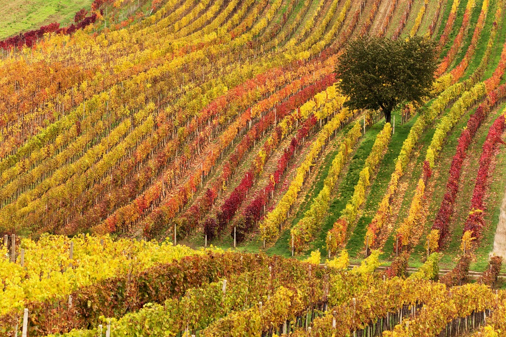 Marek Svoboda - Autumn vineyards, Čejkovice, Moravian Tuscany