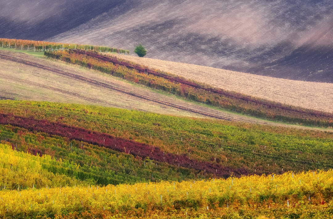 Aleš Komovec - Colors in the Vineyards, Vrbice, Moravian Tuscany