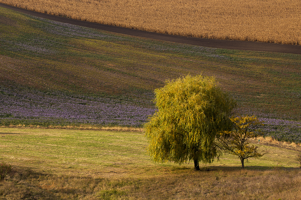 Emil Čelustka - Autumn willow tree, Hovorany, Moravian Tuscany