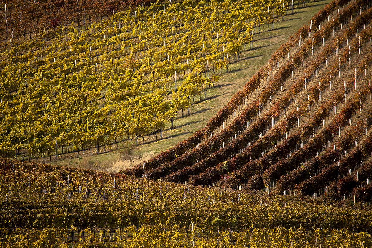 Emil Čelustka - Autumn in vineyards, Velké Bílovice, Moravian Tuscany