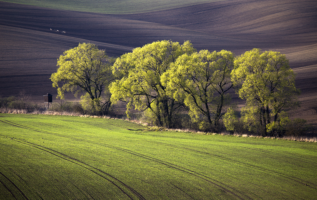 Emil Čelustka - Wavy fields, Vrbice, Moravian Tuscany