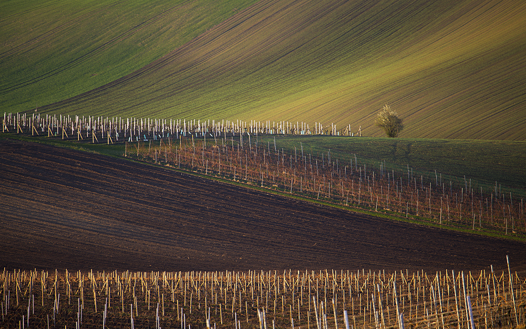 Emil Čelustka - Lines in vineyards, Vrbice, Moravian Tuscany