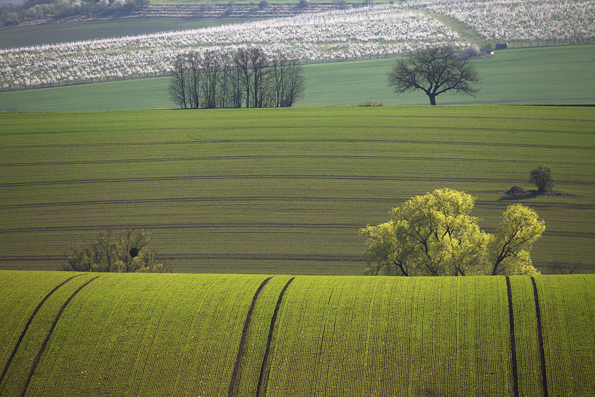 Emil Čelustka - Spring horizons, neurčeno, Moravian Tuscany