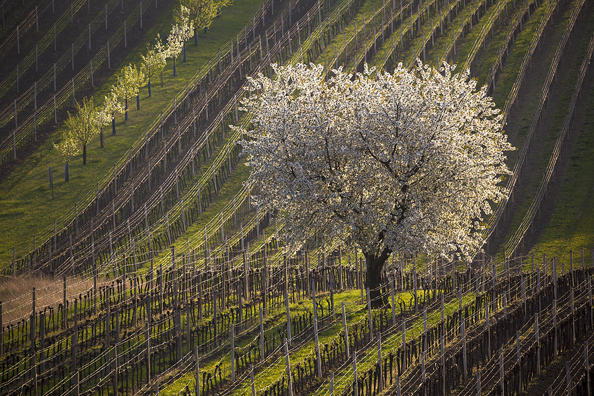 Emil Čelustka - Spring in the vineyard, Čejkovice, Moravian Tuscany