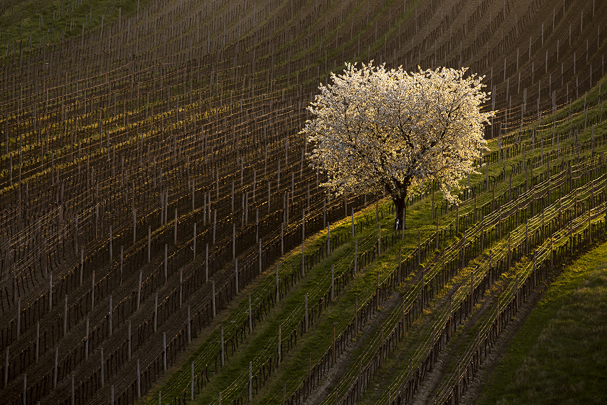 Emil Čelustka - Cherry in the vineyard, Čejkovice, Moravian Tuscany