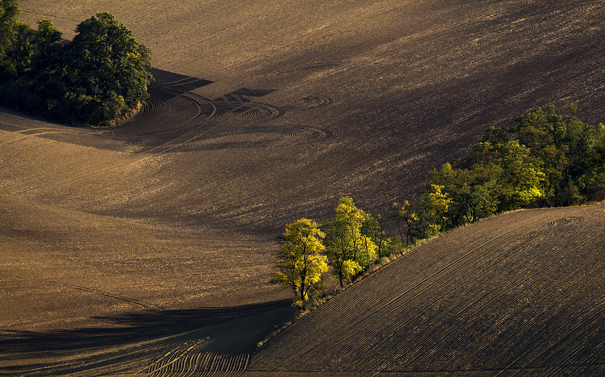 Šardice grove, Moravian Tuscany
