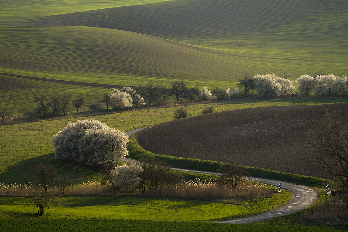 Emil Čelustka - Flowering s-curve, Nítkovice, Moravian Tuscany