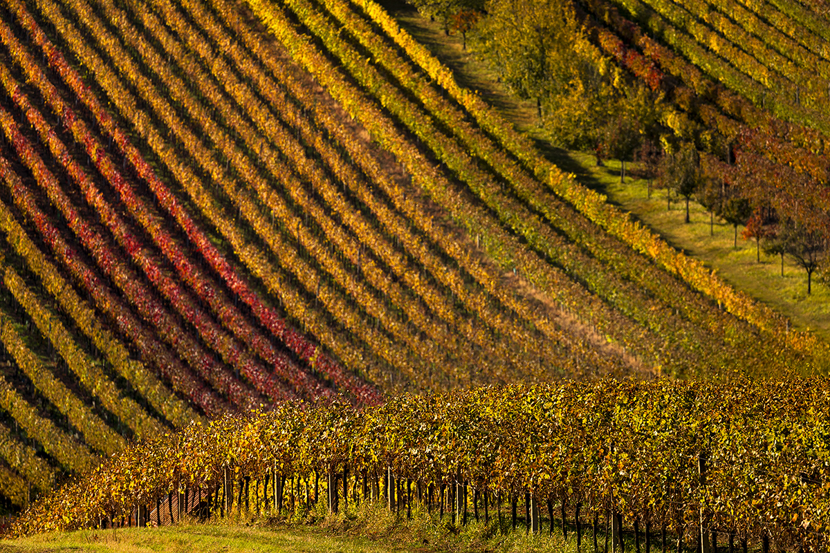 Emil Čelustka - Colorful vineyards, Čejkovice, Moravian Tuscany