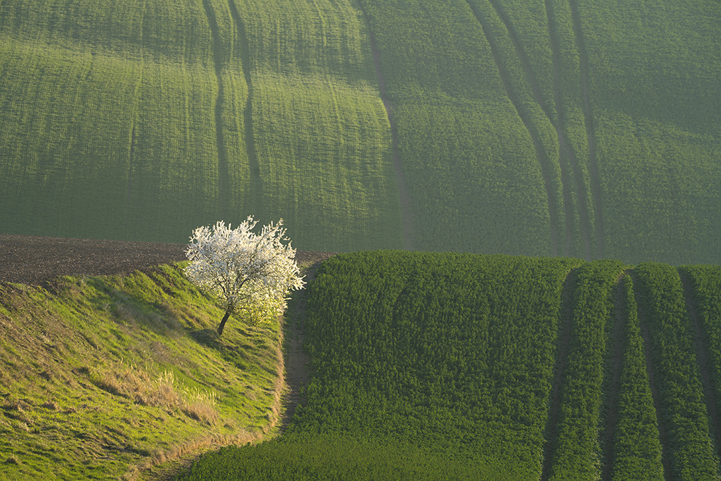 Blossoms in waves, Moravian Tuscany